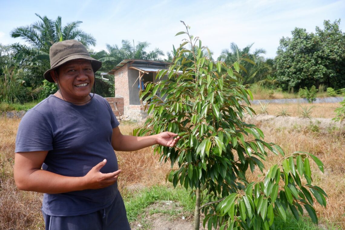 Marlon Brando Nadeak bersama durian BAWOR, buahnya bisa mencapai 10 kg bahkan 15 kg